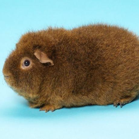 rex cavia