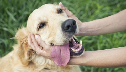 handen aaien golden retriever hond