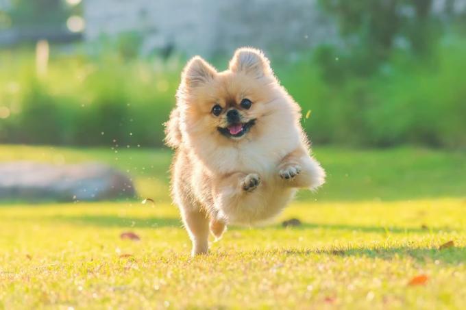 schattige puppy's Pommeren pekingese hond van gemengd ras rennen van geluk op het gras
