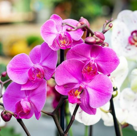 mooie paarse orchidee phalaenopsis bloem