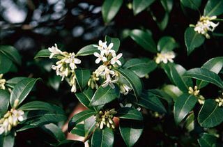 lentebloemen – delavay osmanthus