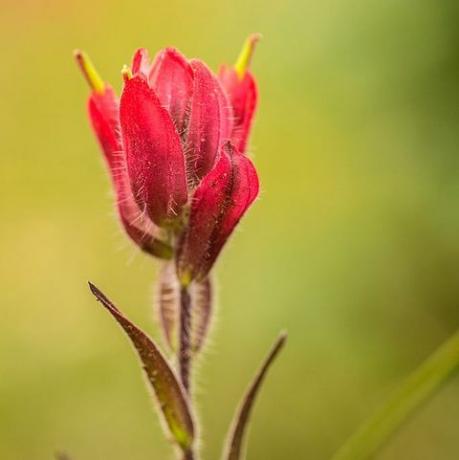 mooie bloemenfoto's