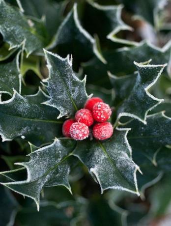 Kerstmis kleuren geschiedenis hulst bessen