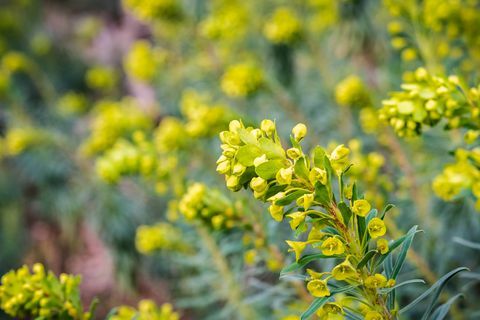 Euphorbia characias "Wulfenii" bloem