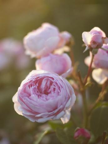 roze bloementuin