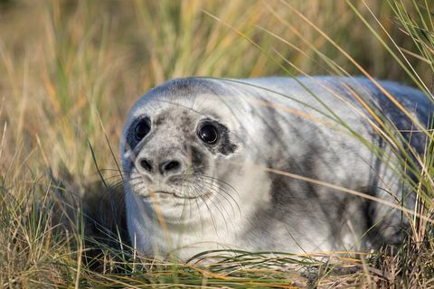 Grijze zeehond pup foto