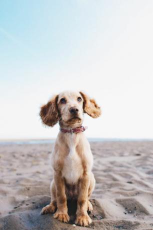 hond zittend op het strand