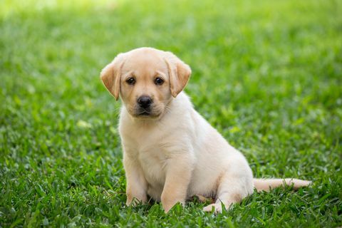 labrador puppy