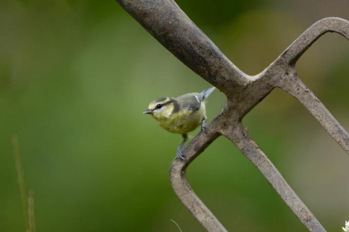 pimpelmees parus caeruleus, juveniel, zat op tuinvork co durham juli