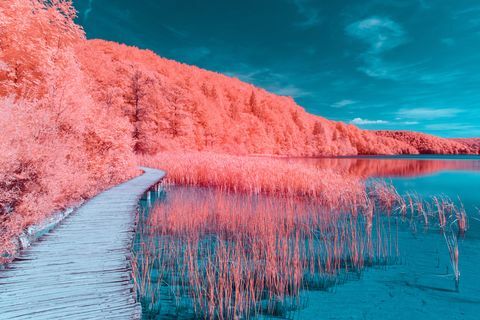 Adobe Stock voor Pantone Color of the Year 2019 - Living Coral