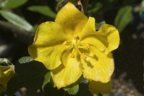 Flanel Bush bloem