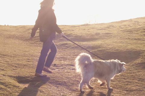 Hond wordt door de eigenaar op het platteland gelopen