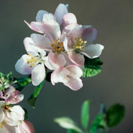 mooie bloemenfoto's