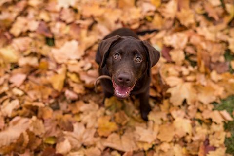 chocolade labrador retriever hond