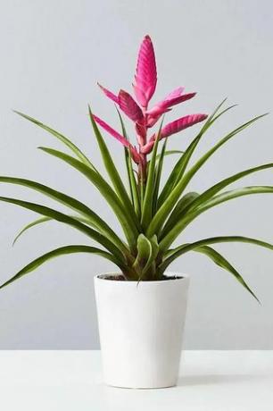 Bromelia Antonio