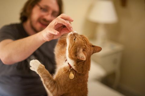 een man voedt een gemberkat een traktatie uit zijn hand de focus ligt op de kat en de hand van de man