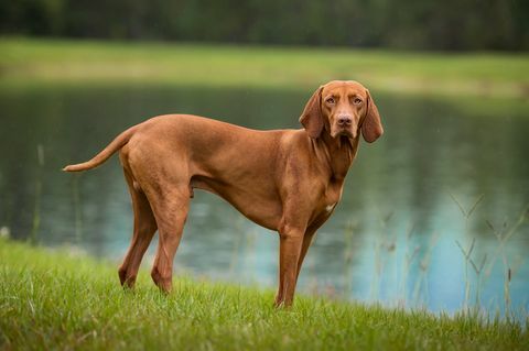 gespierde vizsla staat aan de rand van het meer