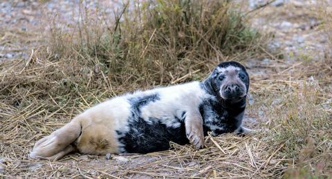 zeldzame zwarte zeehond gevangen in norfolk