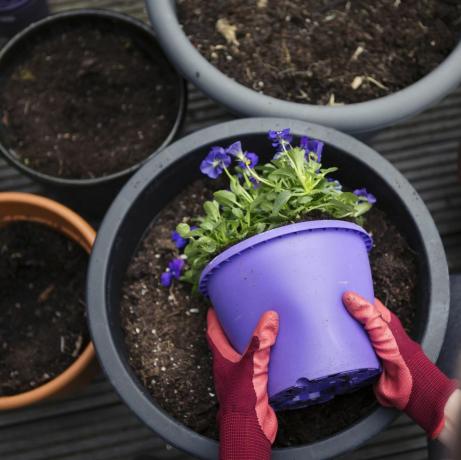 lavendel wordt in de tuin geplant