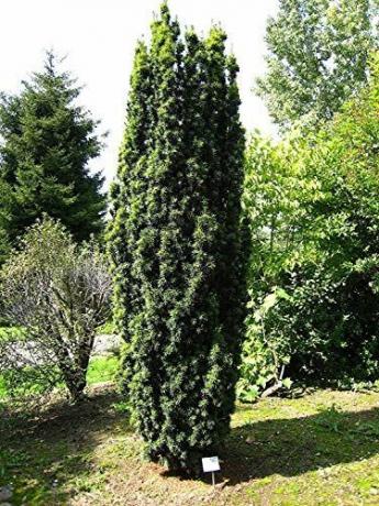 Fastigiata Buxus Live Plant