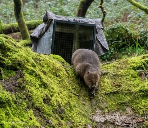 bevers vrijgelaten in cornwall