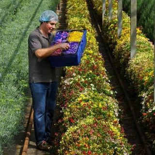 eetbare bloemen sainsbury's