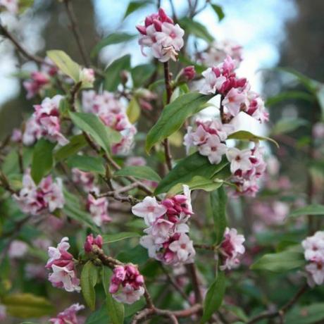 lentebloemen – daphne