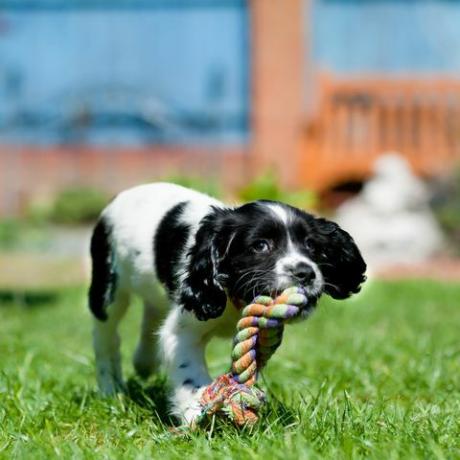 mooie spaniëlpuppy draagt ​​groot touwspeelgoed over het gazon en geniet ervan te kauwen op iets dat ze mag