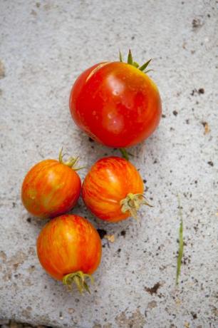 Sluit omhoog van verse tomaten op beton