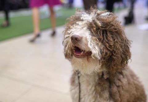 140e jaarlijkse Westminster Kennel Club-hondenshow - Maak kennis met de nieuwe rassen