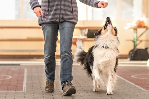 attente border collie-hond werkt samen met zijn baasje