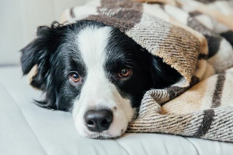 hond slaapt op de bank