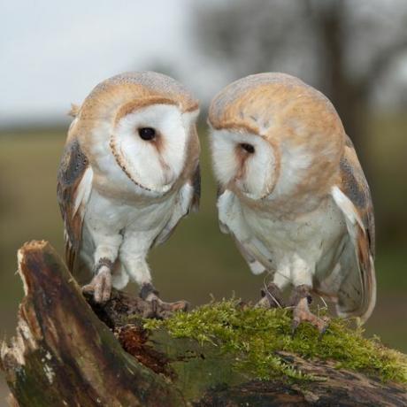 twee kerkuilen zittend op log