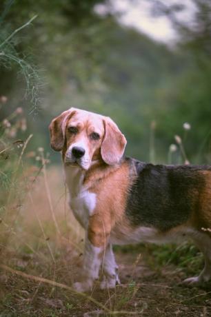 verticaal, van, beagle, staand, op, akker, asturias, spanje