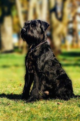 close-up portret van de hond reus schnauzer hulphond