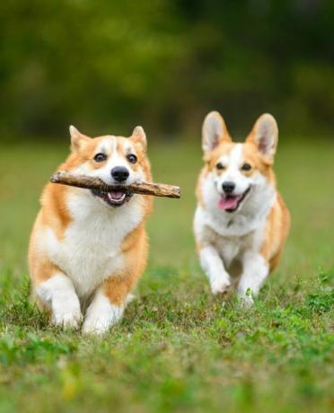 twee gelukkige corgi's spelen in een groen veld