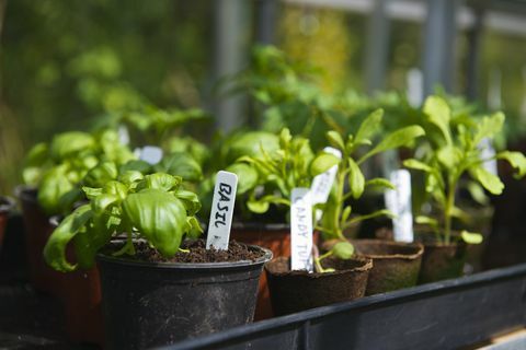 Inlandse basilicum in potten