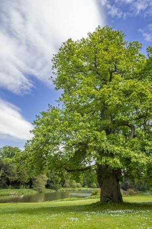 tamme kastanje castanea sativa boom in park in het voorjaar