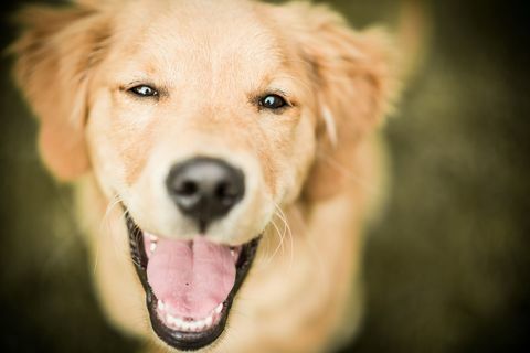 Het gelukkige Labrador glimlachen