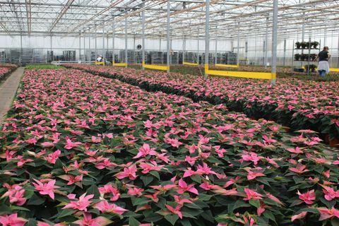 Wyevale Garden Centers lanceren exclusieve roze poinsettia