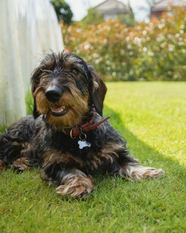 teckel ligt ontspannen op het gazon in de tuin, de hond ligt in de schaduw