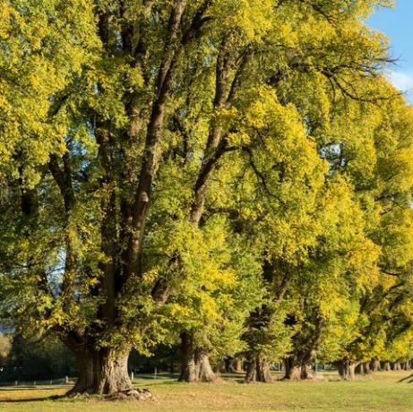 honderd jaar oude iepen in herfstbladcirkel de tumut-renbaanraces begonnen hier in de jaren 1850 tumut turf club organiseert jaarlijks 7 bijeenkomsten op de tumut-renbaan