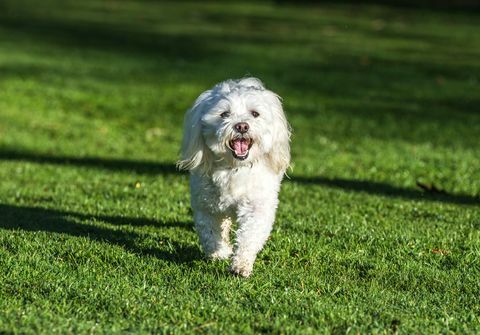 een blije bichon frise