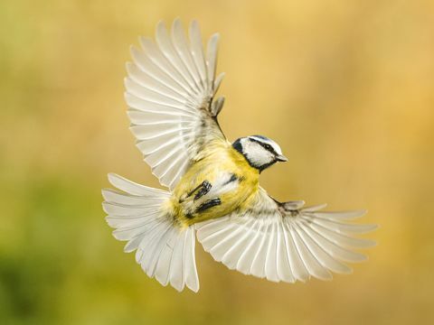 vogelfotografie tuin dieren in het wild