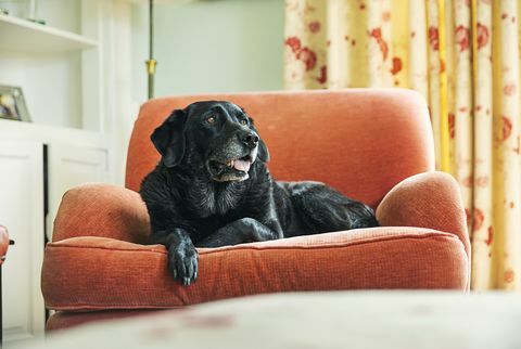 senior zwarte labrador ontspannen op fauteuil