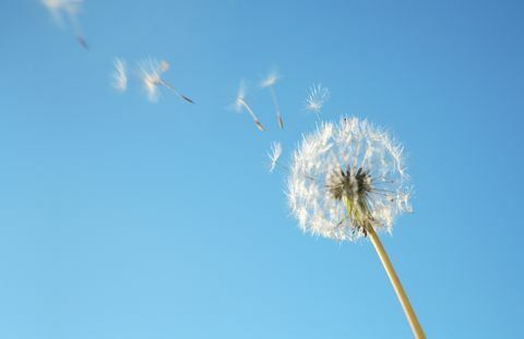 Het stuifmeel van de paardebloem in wind tegen blauwe hemel