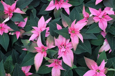 Pink Poinsettia, exclusief voor Wyevale Garden Centers