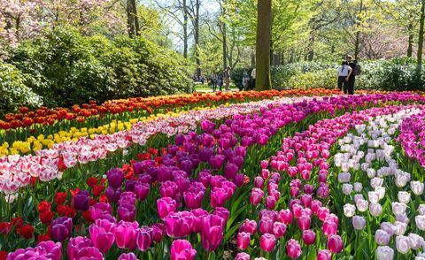 Keukenhof 2019