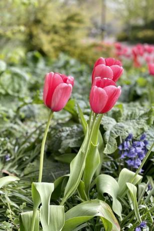 rode tulpen in een bloembed