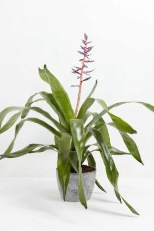 Aechmea Bromelia